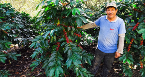Cusco: 1850 familias caficultoras buscan aumentar su producción en 50 % este 2026