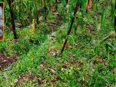 Ayacucho: Granizadas arrasan cultivos y productores piden acciones urgentes