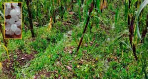 Ayacucho: Granizadas arrasan cultivos y productores piden acciones urgentes