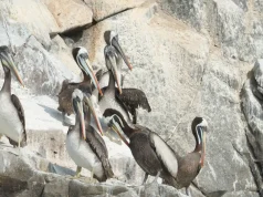 Perú logra acuerdo internacional para conservar al pelícano peruano tras caída del 70% de su población