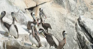 Perú logra acuerdo internacional para conservar al pelícano peruano tras caída del 70% de su población