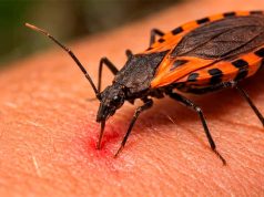 Ayacucho registra casos de enfermedad de Chagas en el Vraem y alertan por transmisión silenciosa y asintomática
