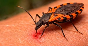 Ayacucho registra casos de enfermedad de Chagas en el Vraem y alertan por transmisión silenciosa y asintomática