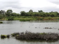 5 claves para entender por qué la propuesta del Serfor sobre ecosistemas frágiles genera cuestionamientos