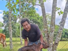 PROYECTO GANADERO CONTINÚA GENERANDO RESULTADOS CON NUEVOS NACIMIENTOS POR INSEMINACIÓN ARTIFICIAL