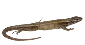 Científicos peruanos descubren nueva especie de lagartija que habita en la Cordillera Blanca de Áncash