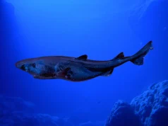 Registran por primera vez en el Perú al tiburón linterna de aguas profundas y a un parásito desconocido en el país