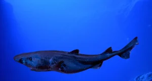 Registran por primera vez en el Perú al tiburón linterna de aguas profundas y a un parásito desconocido en el país