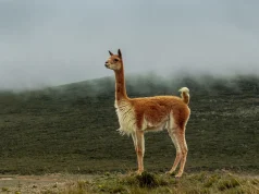 Arequipa será declarada Capital de la Vicuña por su liderazgo en conservación y manejo sostenible
