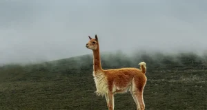 Arequipa será declarada Capital de la Vicuña por su liderazgo en conservación y manejo sostenible