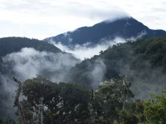 Expertos advierten que lineamientos del Serfor podrían dejar sin protección gran parte de ecosistemas frágiles del país