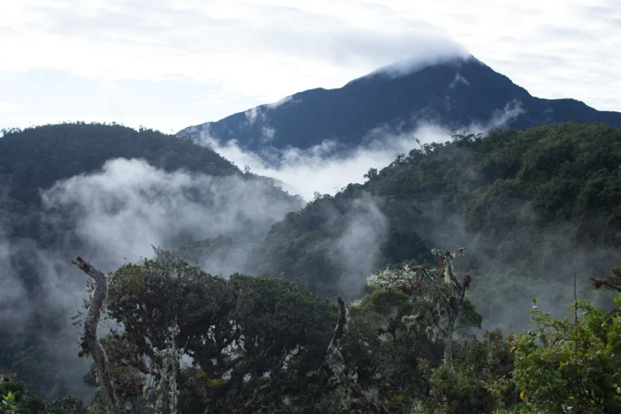 Expertos advierten que lineamientos del Serfor podrían dejar sin protección gran parte de ecosistemas frágiles del país