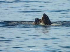 El mar peruano alimenta ballenas jorobadas: Estudio revela que no solo es un corredor migratorio