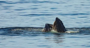 El mar peruano alimenta ballenas jorobadas: Estudio revela que no solo es un corredor migratorio