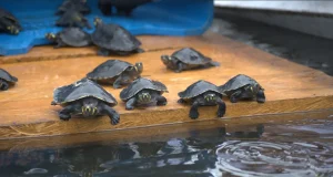 Loreto: Liberan más de mil tortugas rescatadas del tráfico ilegal