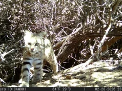 Registran presencia del gato del desierto en la Reserva Nacional Illescas