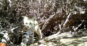 Registran presencia del gato del desierto en la Reserva Nacional Illescas