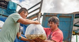 IIAP logra reproducir gamitana en época seca y revoluciona la acuicultura amazónica