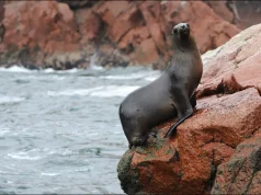 Perú: Serfor publica guía para actuar ante el hallazgo de lobos marinos, pelícanos, pingüinos y tortugas en playas