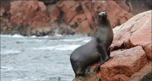 Perú: Serfor publica guía para actuar ante el hallazgo de lobos marinos, pelícanos, pingüinos y tortugas en playas