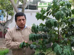 Junta Nacional del Café: Cooperativas agrarias exigen derogar norma que anula su derecho a representar a miles de socios