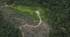 La deforestación global se desacelera, pero Sudamérica sigue en alerta roja: Perú, Brasil, Bolivia y Colombia en el centro de la crisis