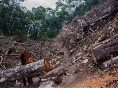 UNI CREA IA PARA DETECTAR TALA ILEGAL EN LA AMAZONÍA