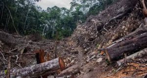 UNI CREA IA PARA DETECTAR TALA ILEGAL EN LA AMAZONÍA
