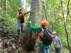 Amazonas y San Martín: Supervisarán más de 378 mil hectáreas de bosque para prevenir actividades forestales ilegales
