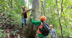 Amazonas y San Martín: Supervisarán más de 378 mil hectáreas de bosque para prevenir actividades forestales ilegales