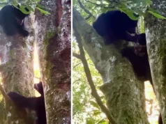 Una osa andina y su cría son registradas en los bosques de Machupicchu, uno de los principales refugios de la especie en el Perú