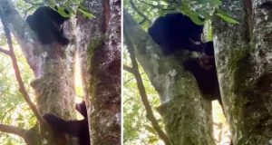 Una osa andina y su cría son registradas en los bosques de Machupicchu, uno de los principales refugios de la especie en el Perú