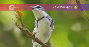 Día Mundial de las Aves Migratorias: la ciencia ciudadana como pilar de la conservación