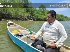 “Sin la creación del Santuario de Manglares de Tumbes, las conchas negras y el cangrejo rojo serían un recuerdo” | Entrevista