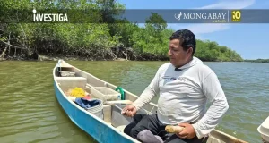 “Sin la creación del Santuario de Manglares de Tumbes, las conchas negras y el cangrejo rojo serían un recuerdo” | Entrevista