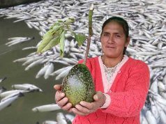 Huancayo: Cianuro acabó con 2 millones truchas y ahora pone en riesgo 90 hectáreas de palta de exportación, advierte alcalde