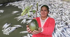 Huancayo: Cianuro acabó con 2 millones truchas y ahora pone en riesgo 90 hectáreas de palta de exportación, advierte alcalde