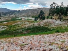 60% de cultivos afectados: Sector agrario urge de plan de contingencia ante bajas temperaturas en Ayacucho