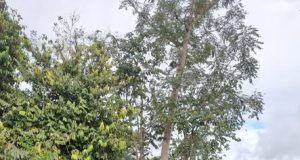 MÁS NACIMIENTOS FORTALECEN EL DESARROLLO GANADERO EN DATEM DEL MARAÑÓN