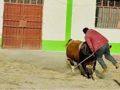 Yunguyo: adulto mayor fallece tras ser embestido por un toro durante celebración taurina en San Juan de Totora