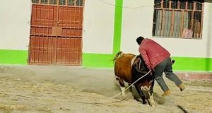 Yunguyo: adulto mayor fallece tras ser embestido por un toro durante celebración taurina en San Juan de Totora