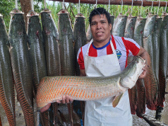 Acuicultores de Puinahua venden más de 200 kilos de paiche a empresa Sodexo