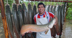 Acuicultores de Puinahua venden más de 200 kilos de paiche a empresa Sodexo
