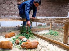 Aumento del consumo de cuy supera producción regional y Ayacucho busca fortalecer su cadena productiva