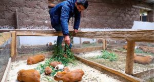 Aumento del consumo de cuy supera producción regional y Ayacucho busca fortalecer su cadena productiva