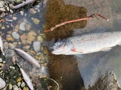 Fenómeno El Niño pondría en riesgo la fauna silvestre y la producción de trucha en Ayacucho
