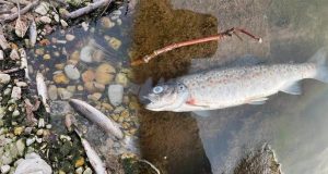 Fenómeno El Niño pondría en riesgo la fauna silvestre y la producción de trucha en Ayacucho