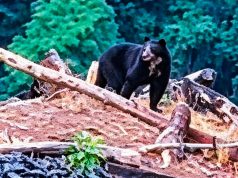 Avistan dos osos de anteojos en Anchihuay y destacan la riqueza natural del Vraem
