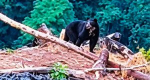 Avistan dos osos de anteojos en Anchihuay y destacan la riqueza natural del Vraem