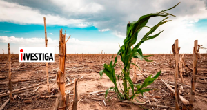 La Libertad: El Niño amenaza a los principales cultivos de la región